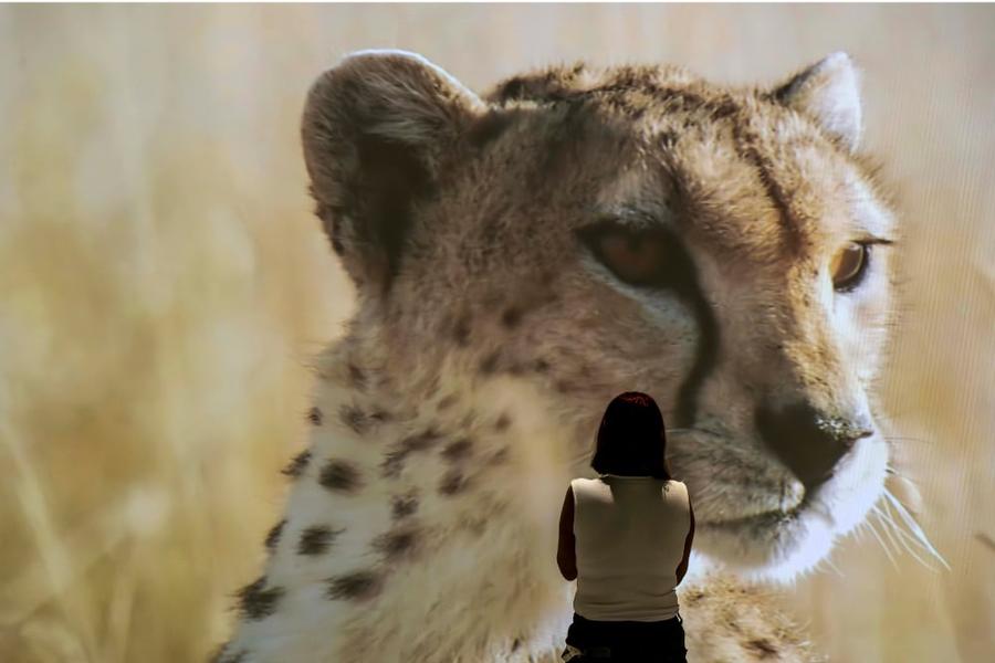 Somos Naturaleza, Immersive Ausstellung in Madrid