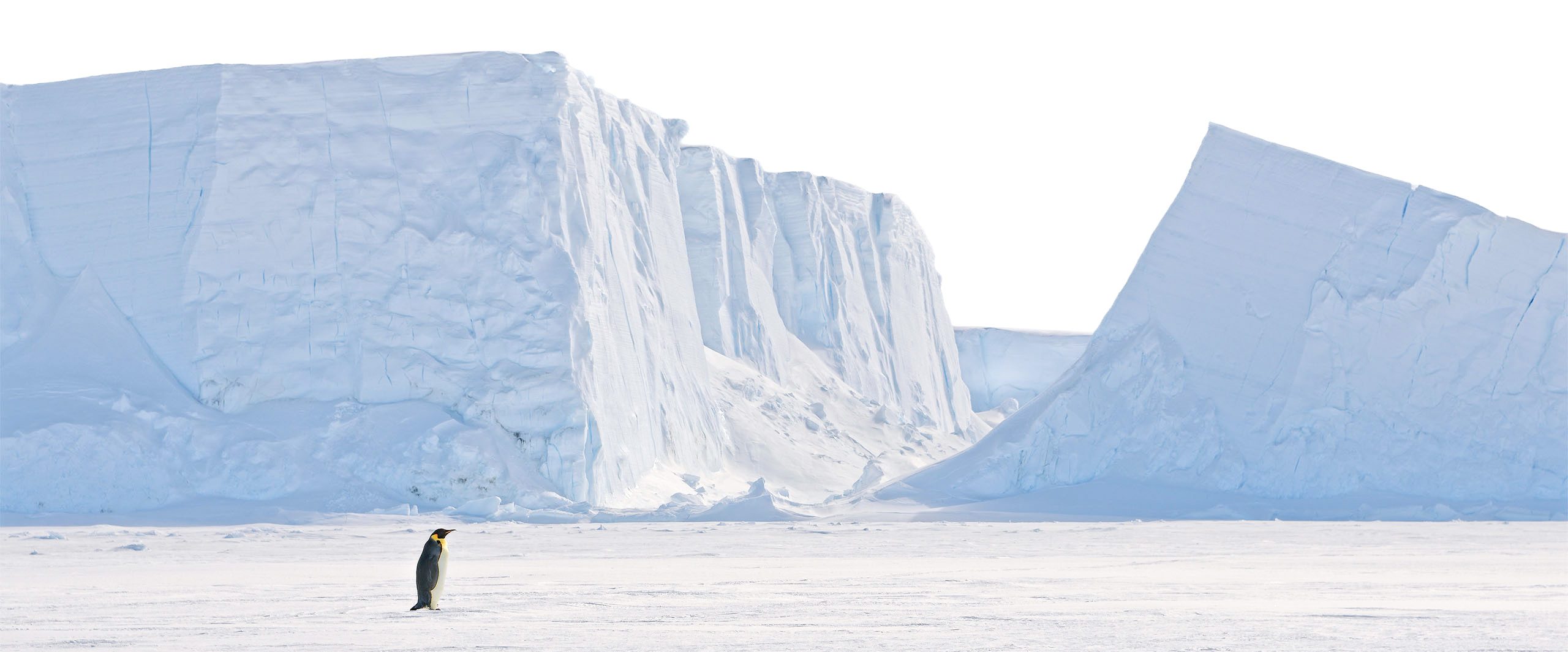 Polar Experience